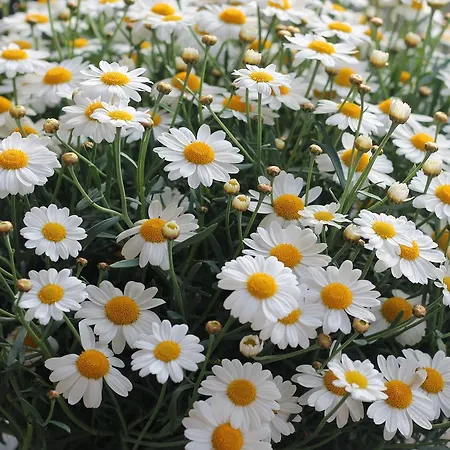 De Perenboom Belsele